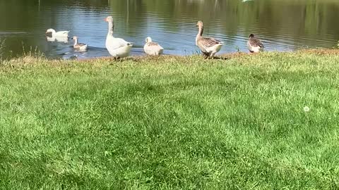 Gaggle of geese headed for a dip in the pond.