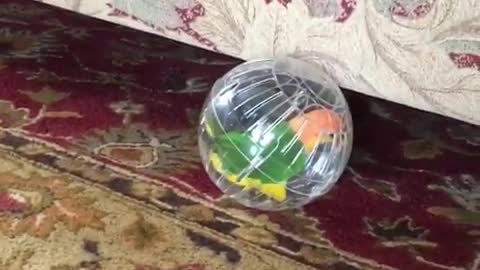 Parrot and the ball