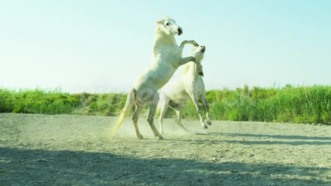 Horse France Camargue animal Stallion Gelding fighting wild