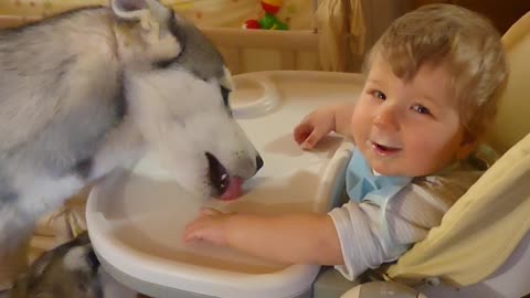 If you have a small child, you urgently need Huskies
