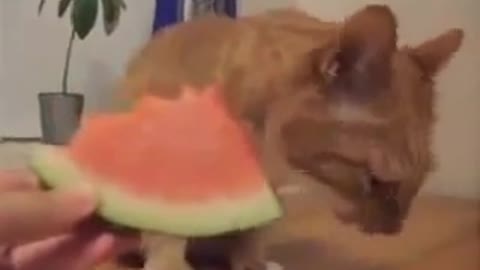 Cat eats a watermelon
