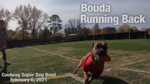 Coolwag Super Dog Bowl Starting Line Up featuring Baxter, Boomer and Bouda