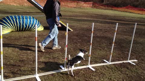 2015 June Scraps the Dog Agility Practice