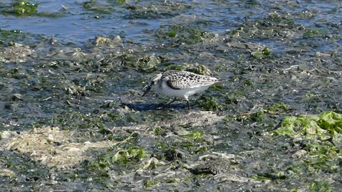 Sanderling