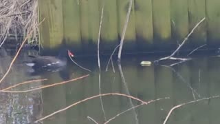 Beautiful Moorhen On A Lake In Wales.