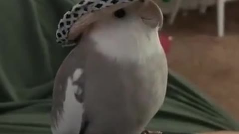Classy Cockatiel