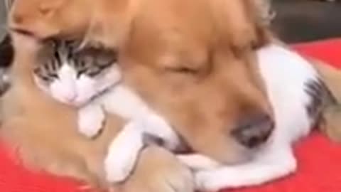 Dog take care cat