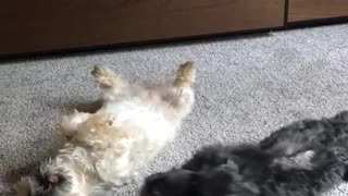Dogs roll around carpet