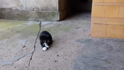 Kitten playing with tail