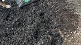 Dog Helps Dad With Yard Work