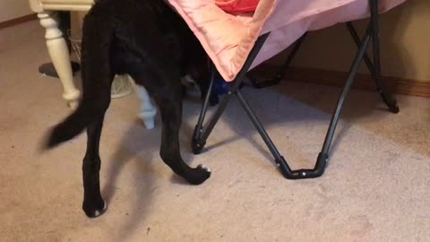Puppy Plays with Bowl Instead of Toys