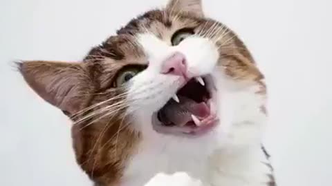 the funniest and cutest cat