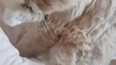 Grooming cat1