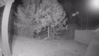 Bear Bites Security Camera