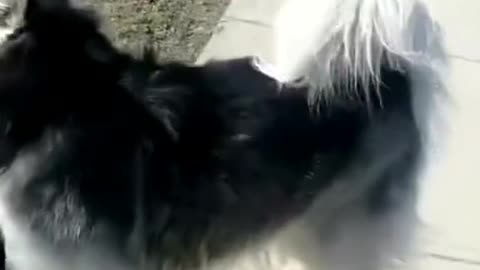 Alaska dog imitates the sound of police sirens