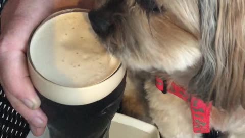 Cute Guinness drinking Shorkie