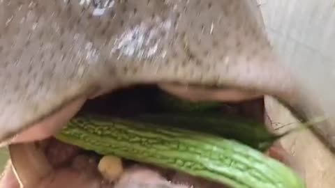 The breeder feeds bitter gourd to hippopotamus