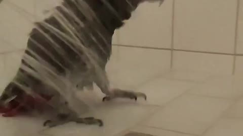 African Grey enjoying the shower