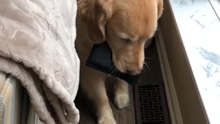 Thoughtful Pup Knows How To Help Owner Save Money