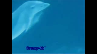 Dolphin's show