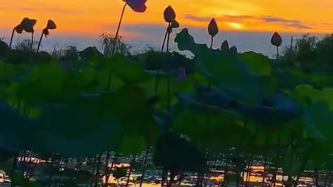 The lotus pond at dusk