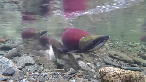 Sockeye Salmon Fish Aquarium Salmon River