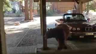 Bear Cubs Rummage Through Fridge
