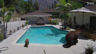 Mama Bear Enjoys a Dip in Residential Pool With Her Cubs