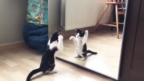 Cat and the mirror