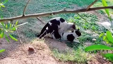 Mating Meoww