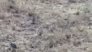 Just some quail going to breakfast