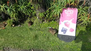 Friendly Dassie Catching Some Sun