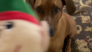 Silly dog steals an elf off of the Christmas tree