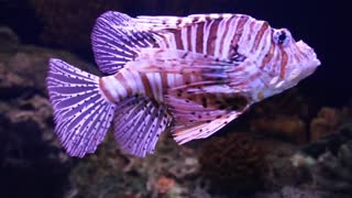 Colorful fish dancing in the sea