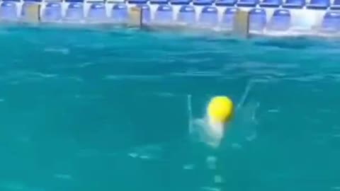 Smart Dolphin playing with ball in pool