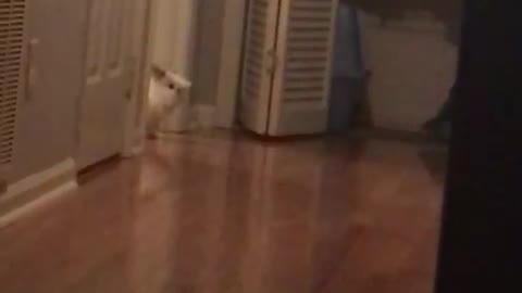 Rabbit hops across room from doorway wooden floors