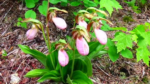 Lady's Slippers
