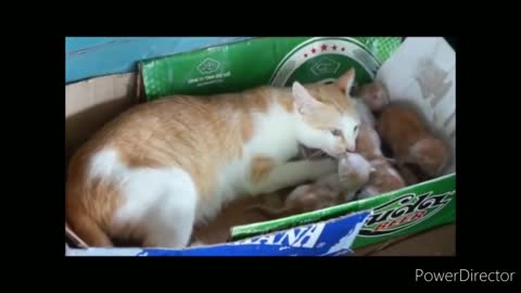 Baby Cats - Cute and Funny Cat Videos Compilation Aww Animals funny animals