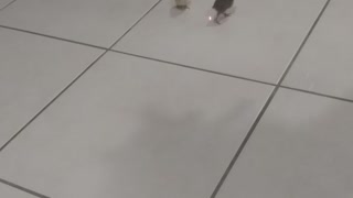 Quail chick vs laser