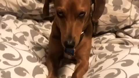 Super sleepy dachshund really hates mornings