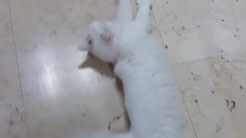 White Kitty Has Hilarious Reaction To Walk Time