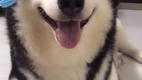 Funny dog