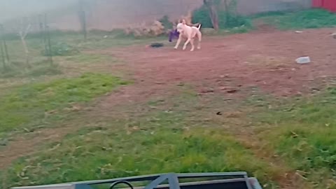 Dog and her elephant