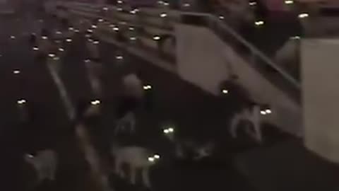 Guy feeds huge crowd of stray cats. Must watch.
