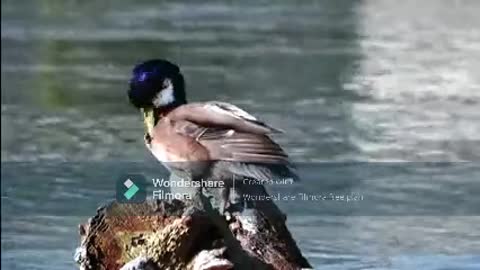 A Duck Grooms Itself While On A Log Of Wood Beside a Lake