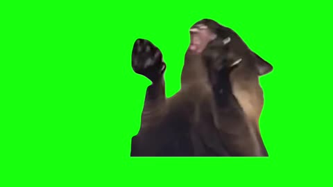 Screaming Cat Meme | Green Screen
