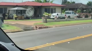 Man Laying Naked in Street Puddle