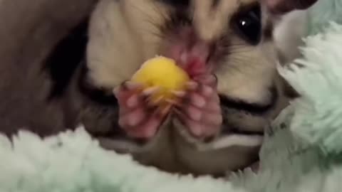 Cute Sugar glider eats. Cute baby animals Videos Compilation cute moment of the animals. #pets #cutepet