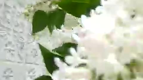 white lilac белая сирень