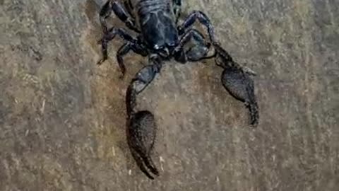 Indian black scorpion